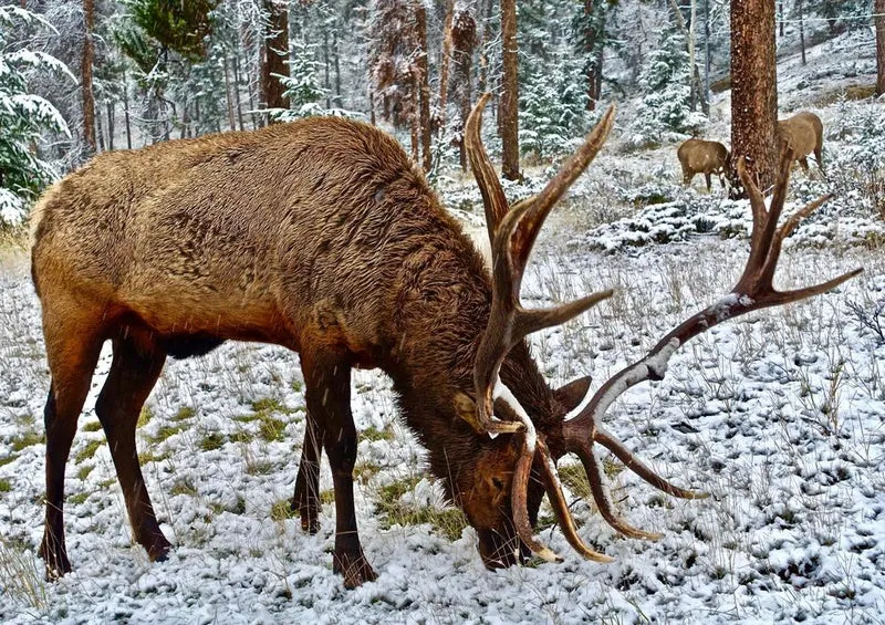 20778 Tierwelt - Elch im Schnee Puzzle
