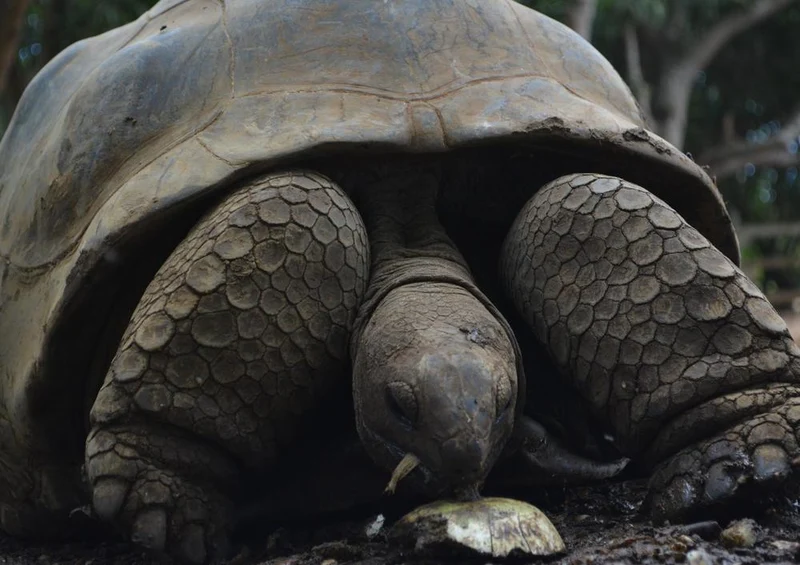 20608 Tierwelt - Schildkröte Puzzle