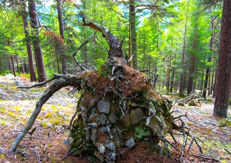 37873 Natur - Wald Puzzle
