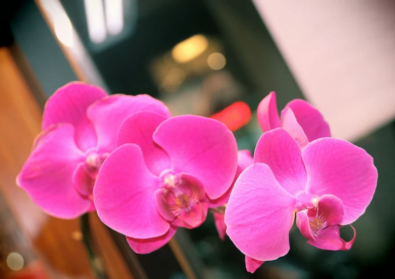 33773 Natur - Orchidee Puzzle