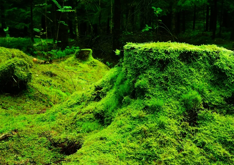 37173 Natur - Wald Puzzle
