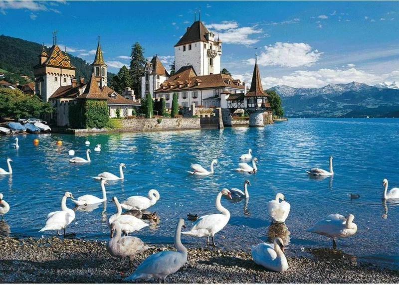 Lakeshore Swans