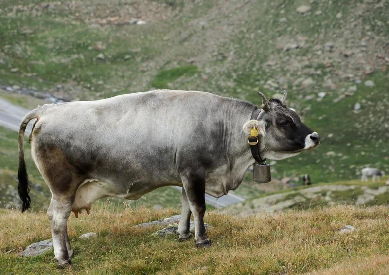 20203 Tierwelt - Berg-Kuh Puzzle