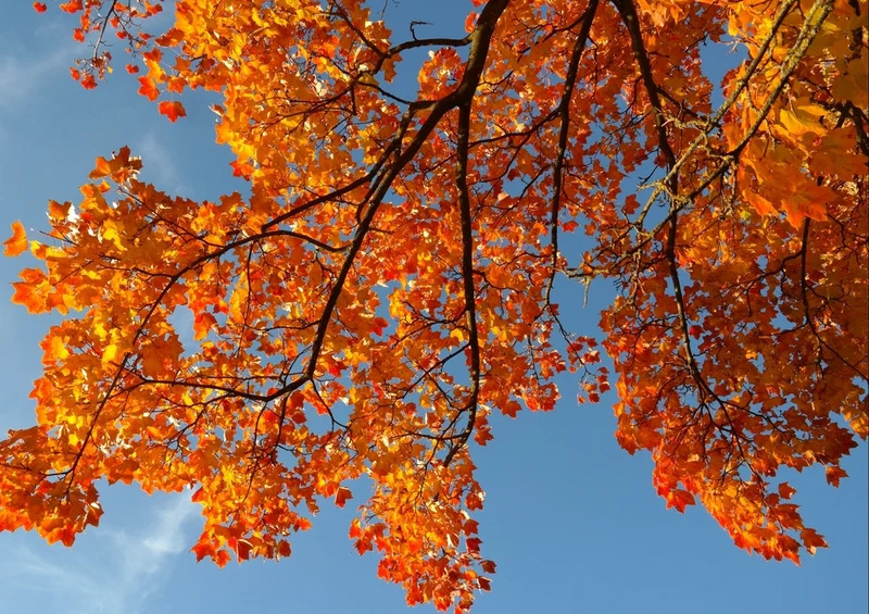 44197 Natur - Blätter Puzzle