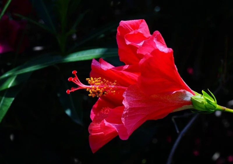 31597 Natur - Hibiskus Puzzle