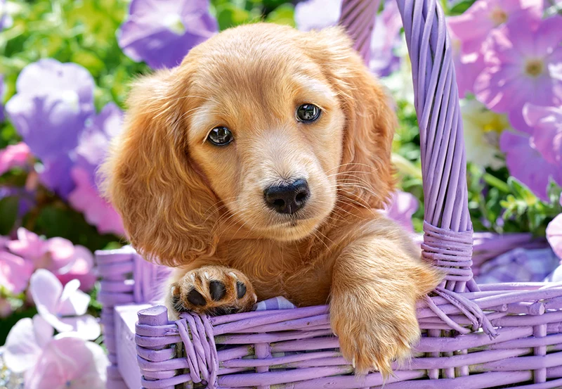Puppy in Basket