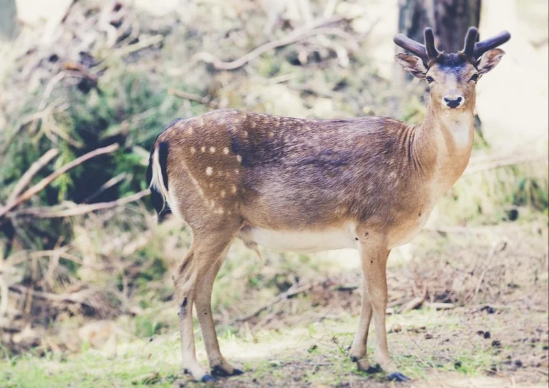 23720 Tierwelt - Rehe im Wald Puzzle
