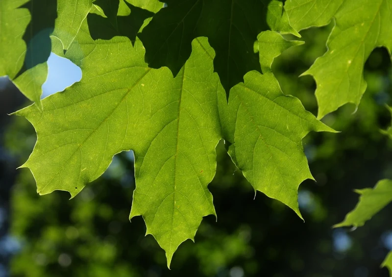44141 Natur - Blätter Puzzle