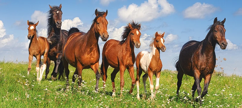 Horse Paradise