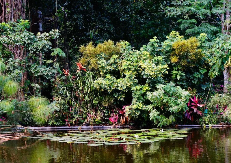 20658 Natur - Mangroven-Sumpf Puzzle