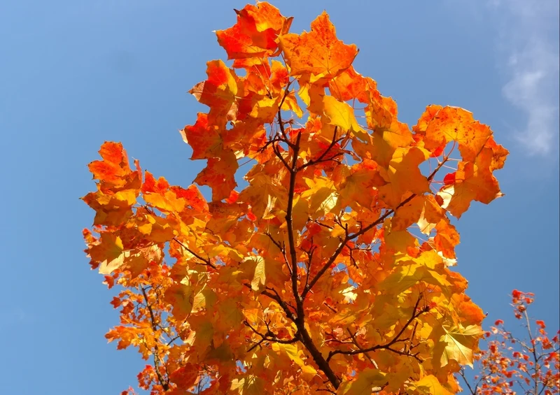 37082 Natur - Herbst Puzzle