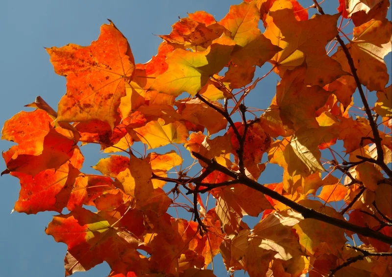 37077 Natur - Herbst Puzzle
