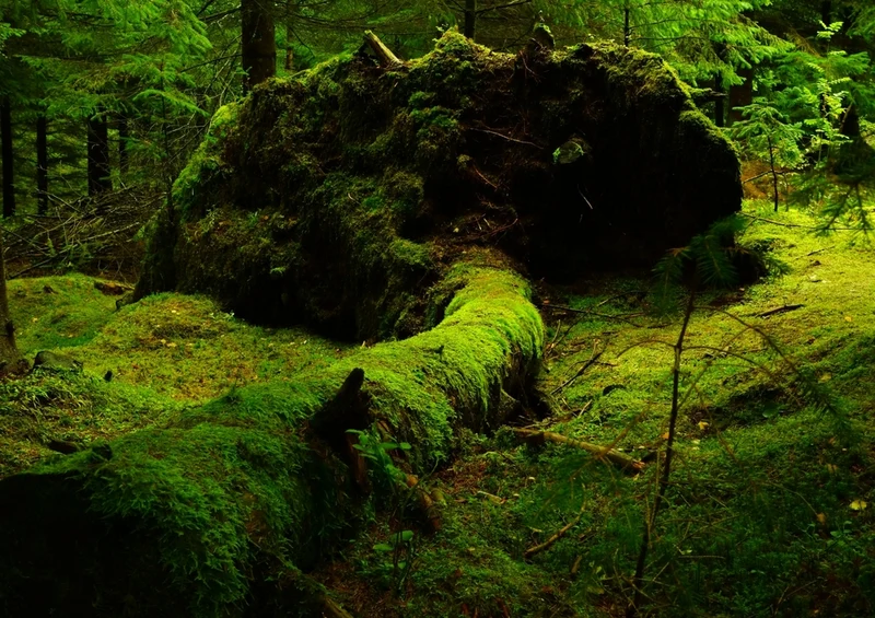 37062 Natur - Wald Puzzle