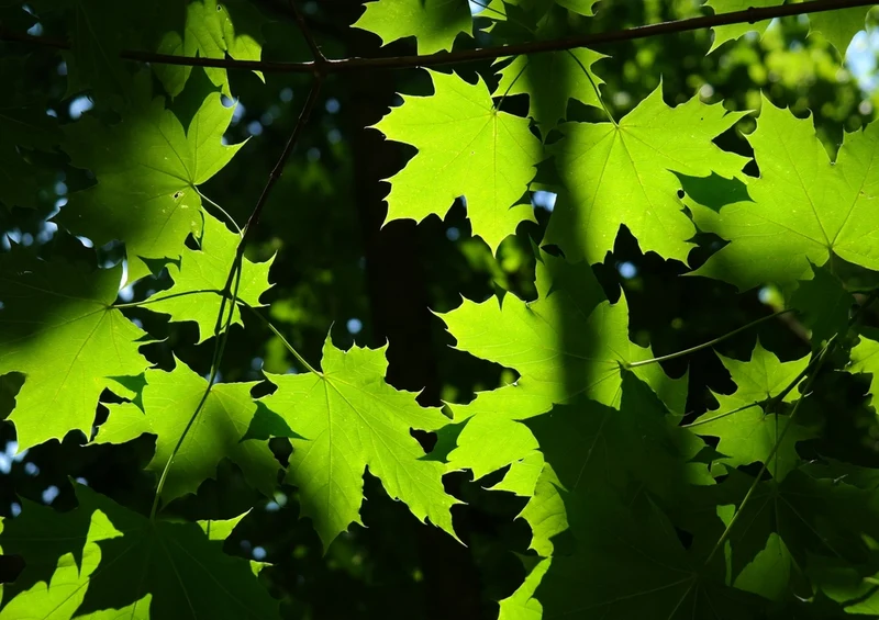 37057 Natur - Blätter Puzzle