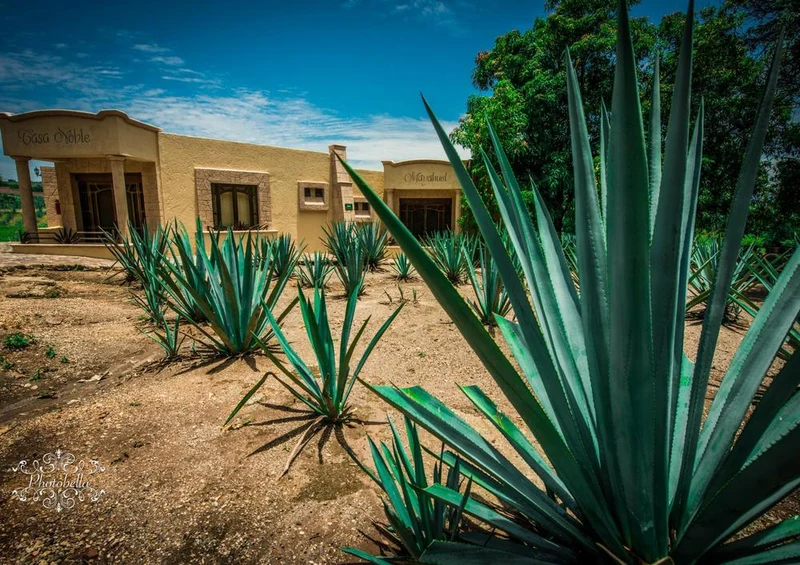 19960 Natur - Agave Puzzle