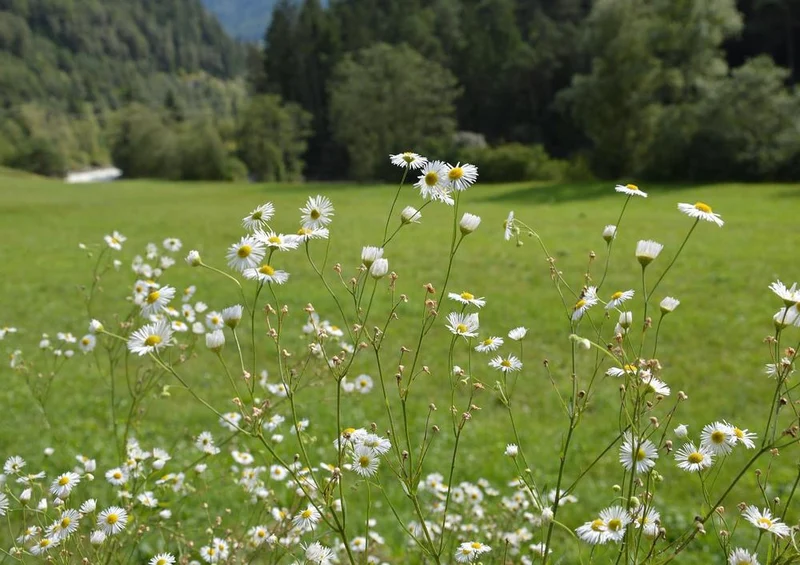 31280 Natur - Alpen Puzzle