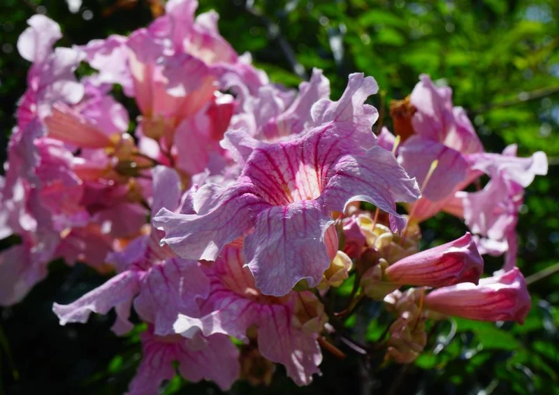 20474 Natur - Rosa Trompetenwein Puzzle