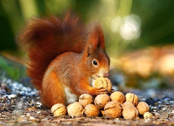 Squirrel in Paradise