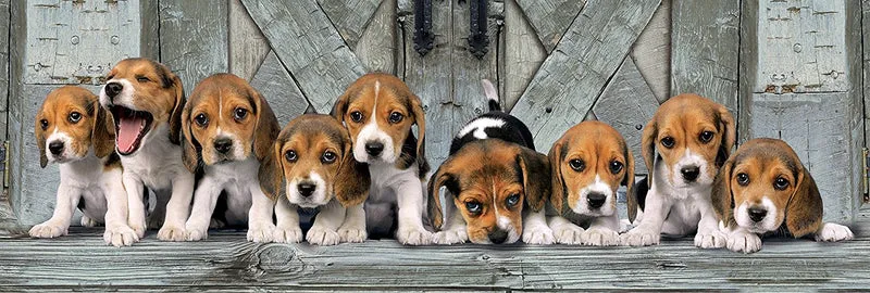 Beagles (Panoramic)