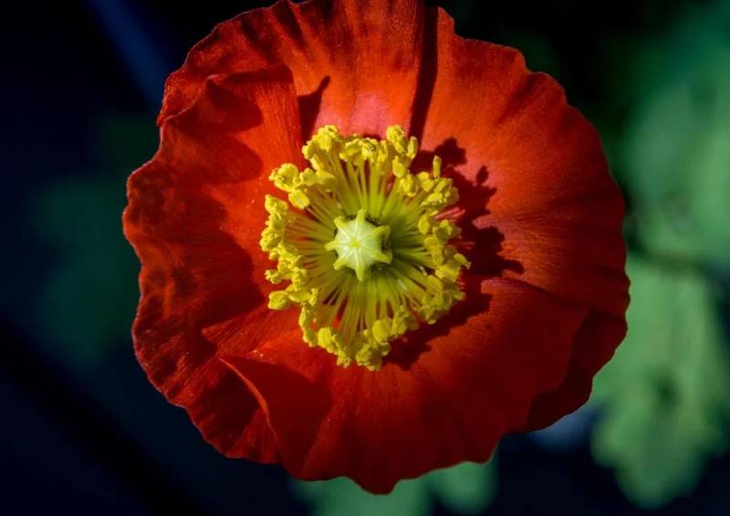 18340 Natur - Island-Mohn Puzzle