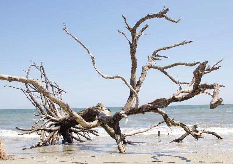 20454 Natur - Strand-Baum Puzzle