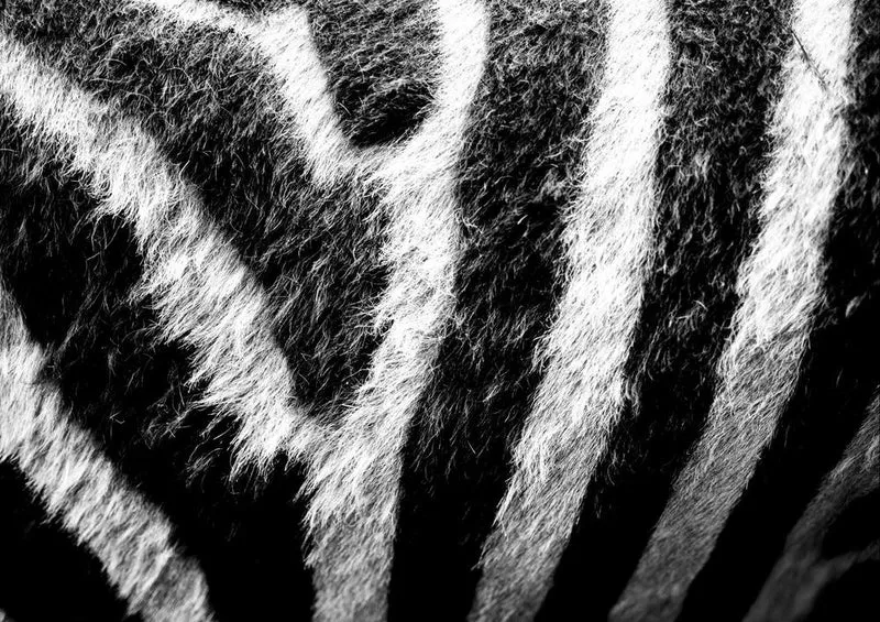 20057 Tierwelt - Zebra Puzzle