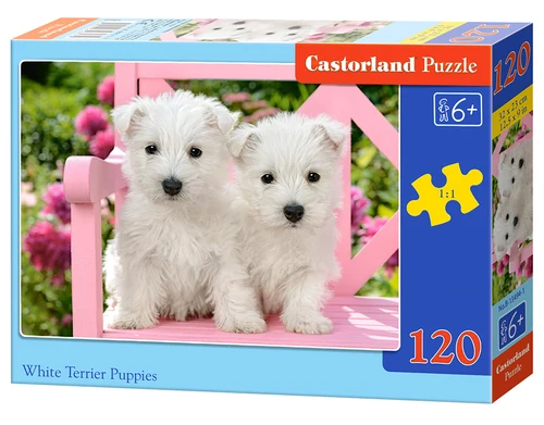 White Terrier Puppies