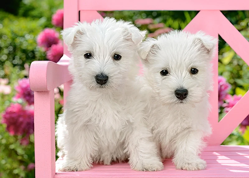 White Terrier Puppies