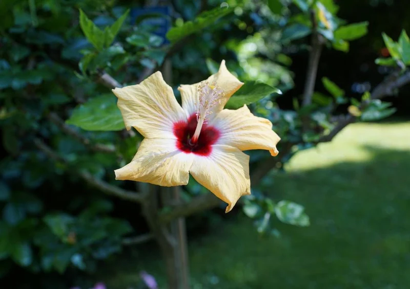 26356 Natur - Hibiskus Puzzle