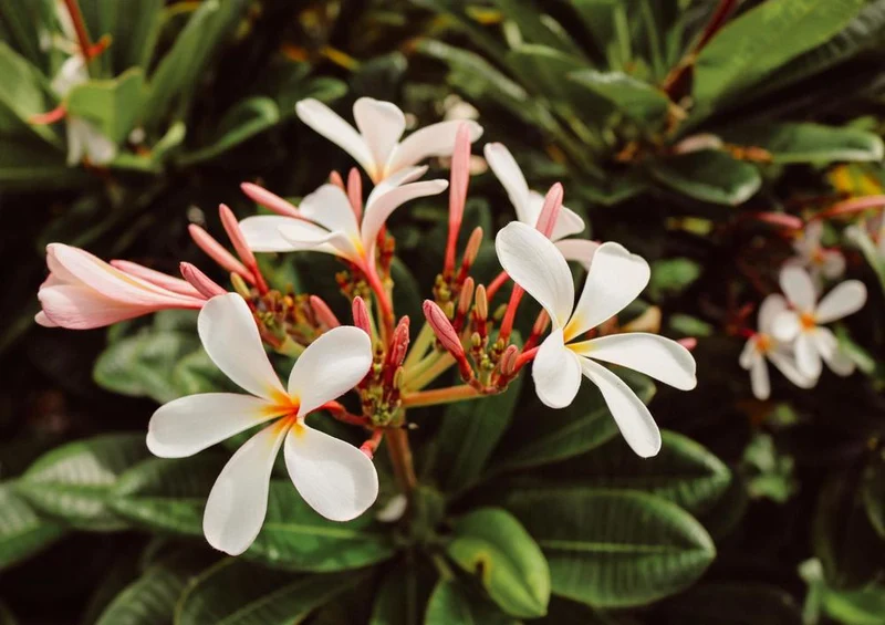 19870 Natur - Blüte Puzzle