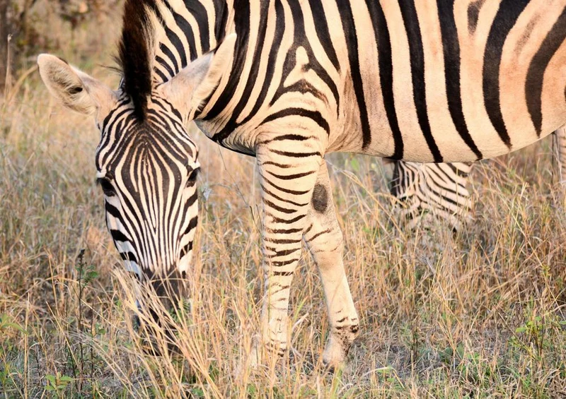 18318 Natur - Zebra Puzzle