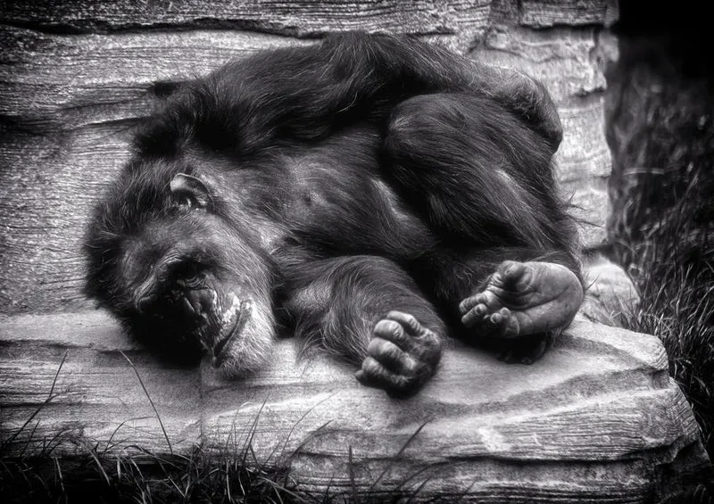 18316 Natur - Affe Puzzle