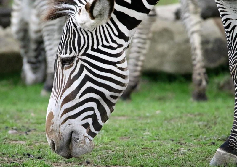 18313 Natur - Zebra Puzzle