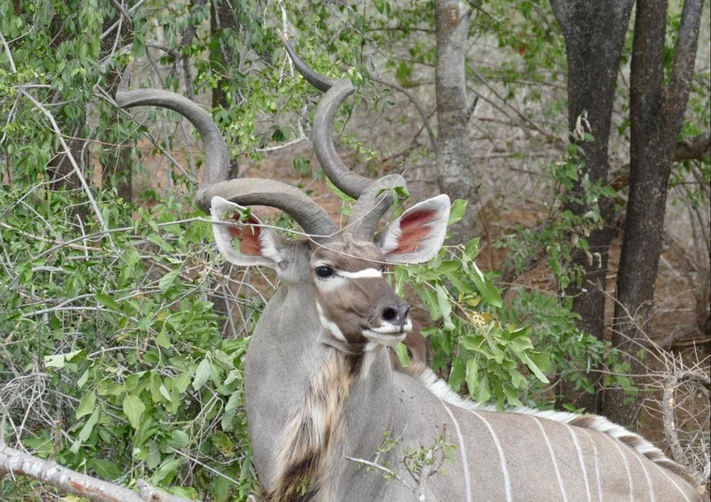 20047 Tierwelt - Kudu Puzzle