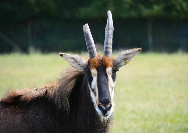 18310 Natur - Antilope Puzzle