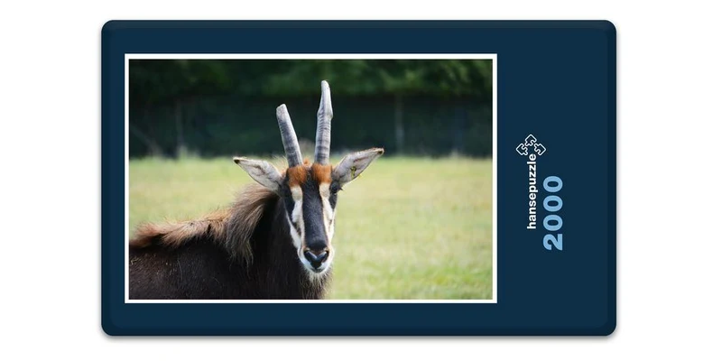 18310 Natur - Antilope Puzzle