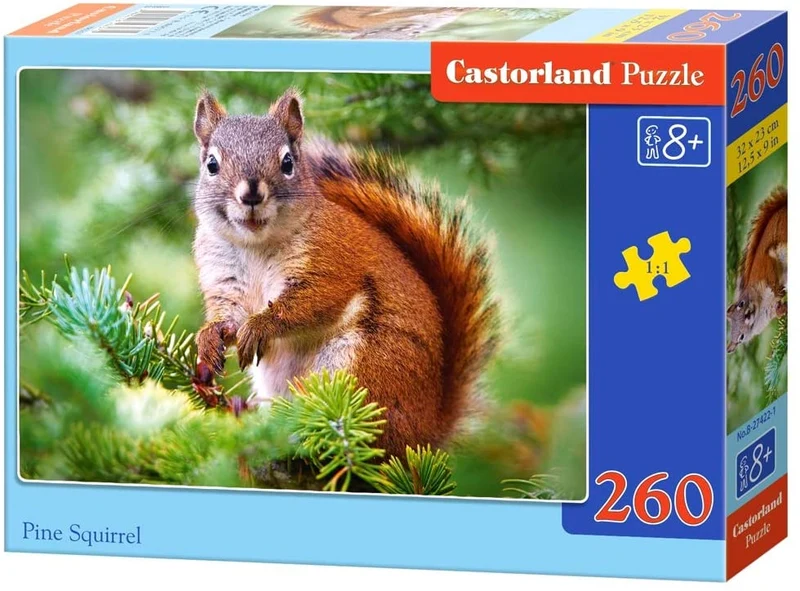 Pine Squirrel
