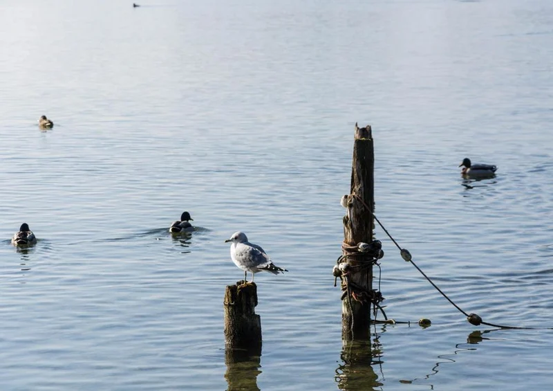 31260 Natur - Traunsee Puzzle