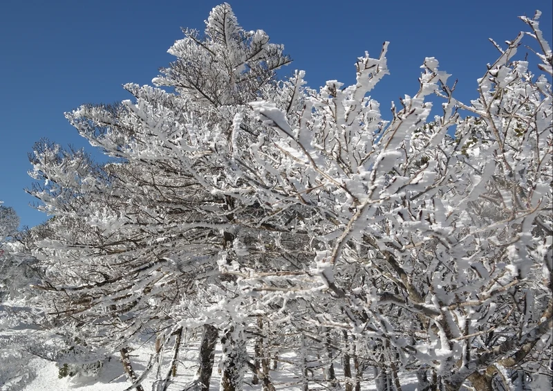 44596 Natur - Winter Puzzle