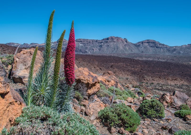 44760 Natur - Teneriffa Puzzle