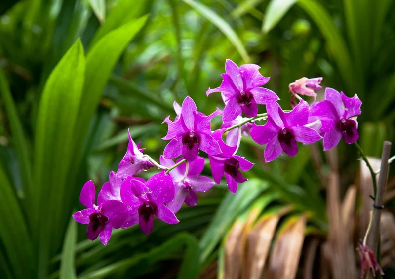 26351 Natur - Lila Orchiee Puzzle