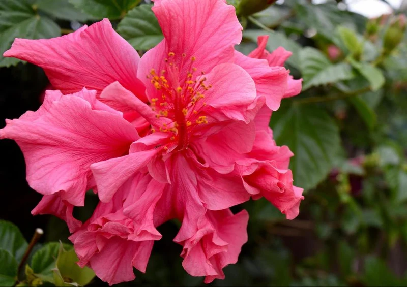 19860 Natur - Hibiskus Puzzle