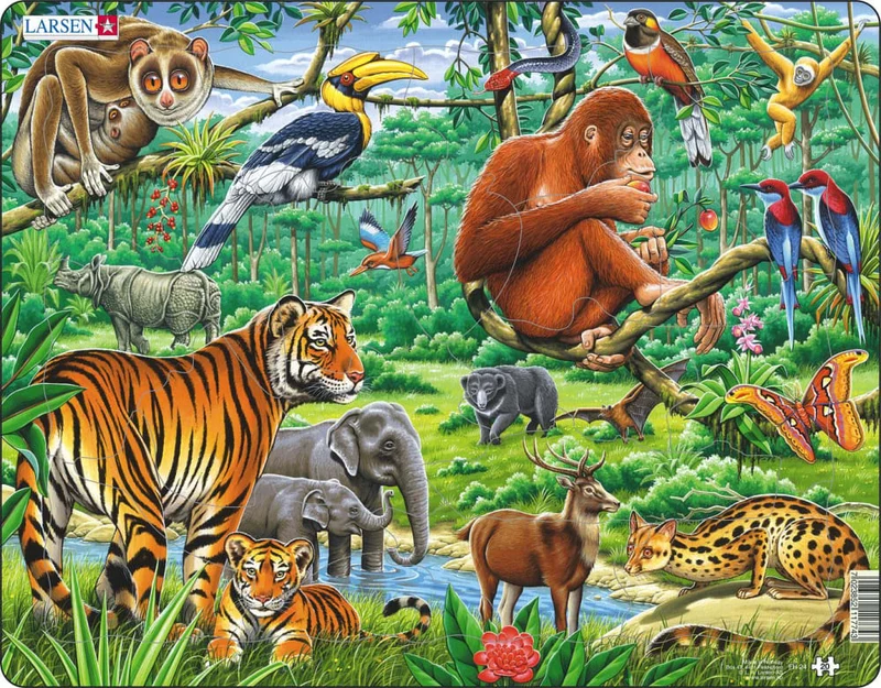 Jungle Animals
