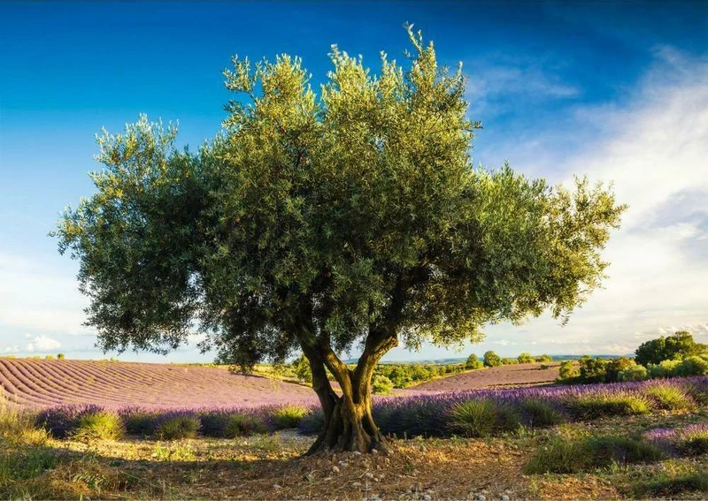 Olive Tree in Provence