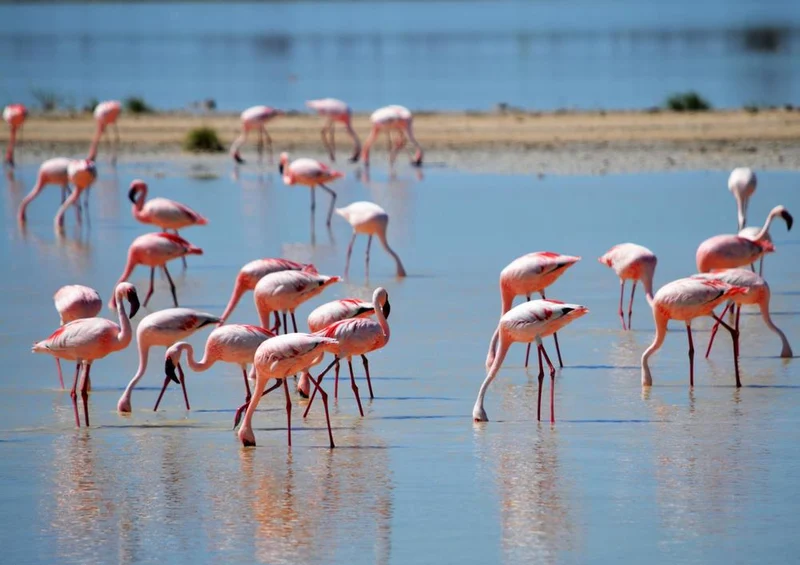 18306 Natur - Flamingos Puzzle