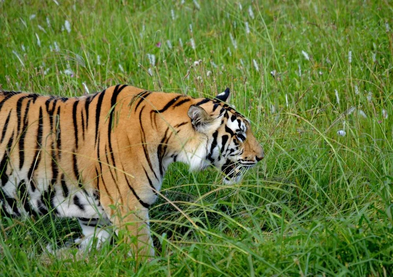 18305 Natur - Wildkatze Puzzle