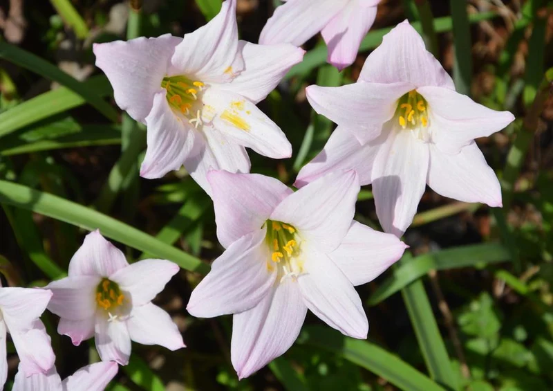 20037 Natur - Blüte Puzzle