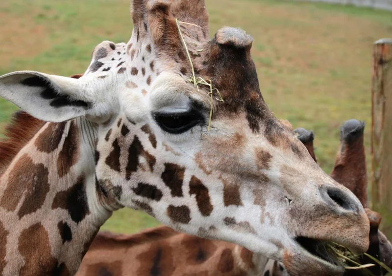 18301 Natur - Giraffe Puzzle