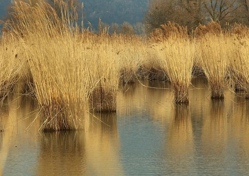 20157 Natur - Schilf im Bodensee Puzzle
