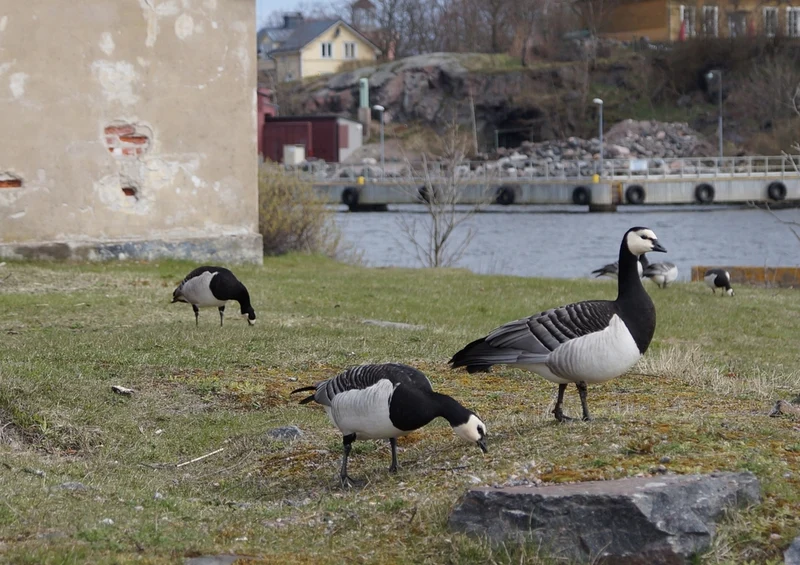 44386 Tierwelt - Gans Puzzle